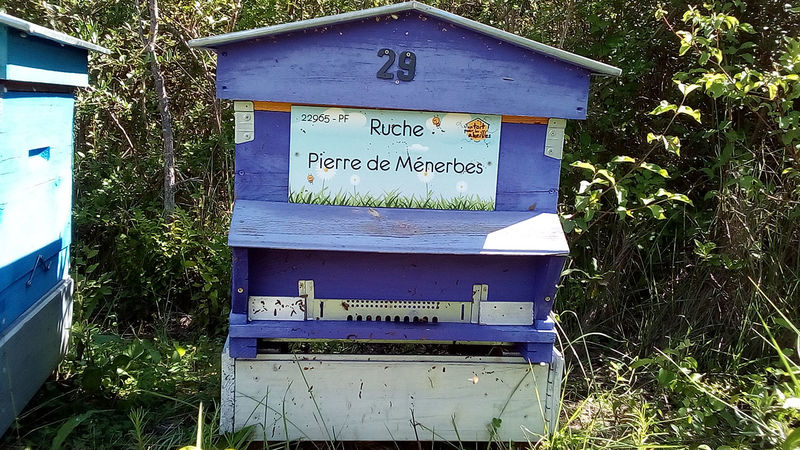 La ruche Pierre de Ménerbes