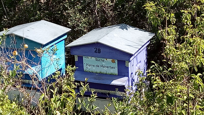 La ruche Pierre de Ménerbes