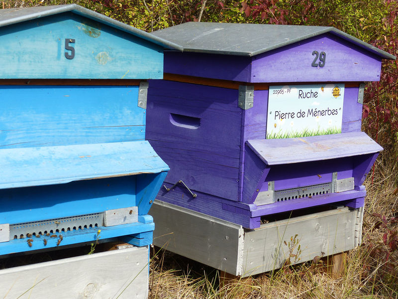 La ruche Pierre de Ménerbes