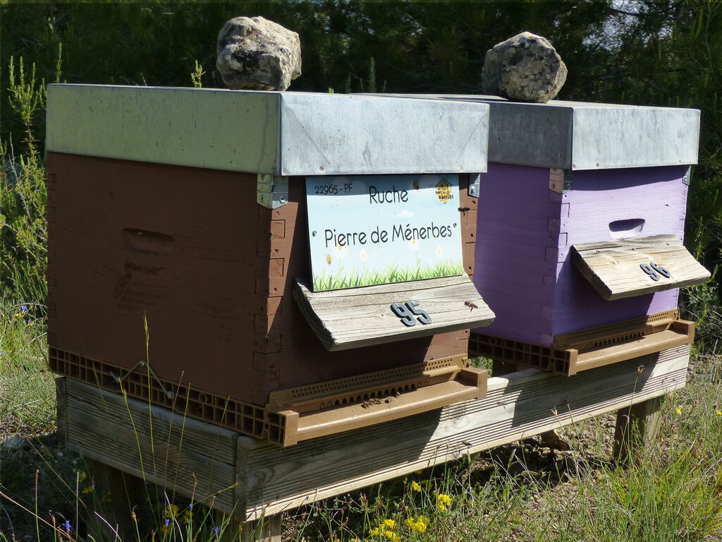 La ruche Pierre de Ménerbes