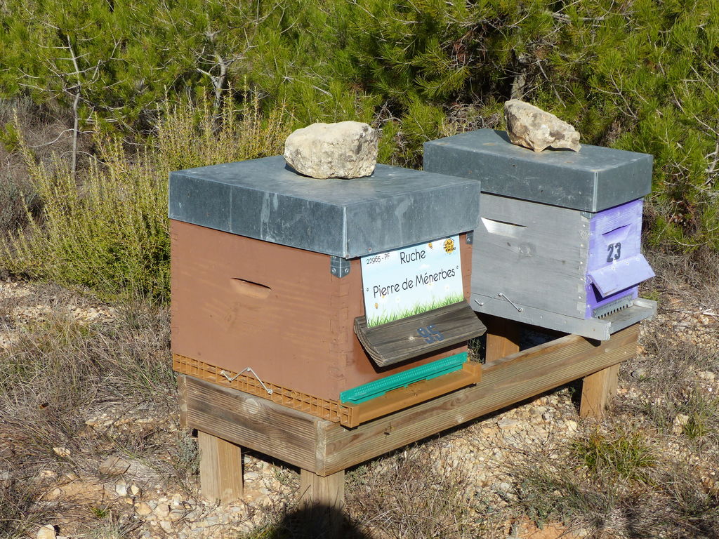 La ruche Pierre de Ménerbes