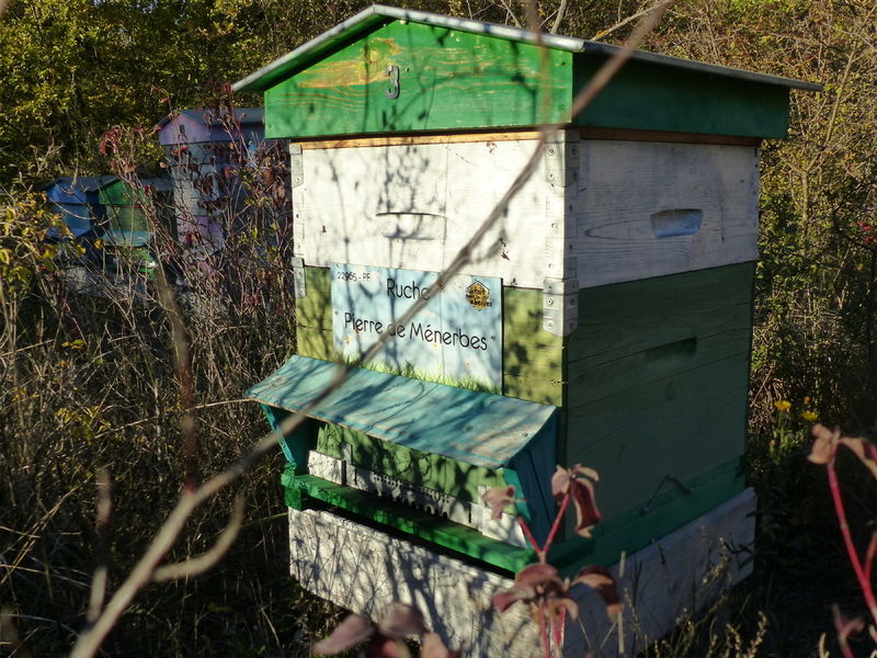 La ruche Pierre de Ménerbes