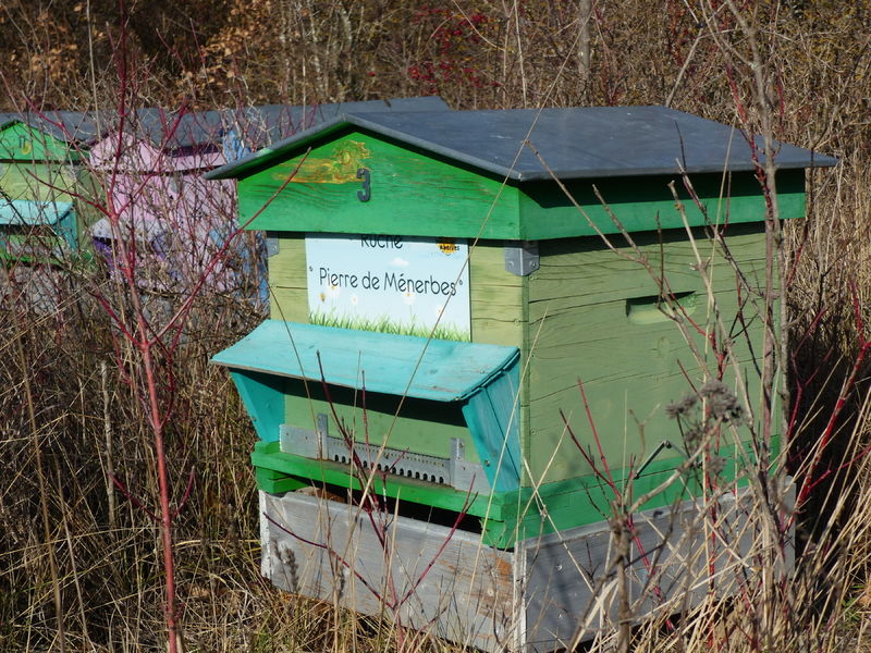 La ruche Pierre de Ménerbes