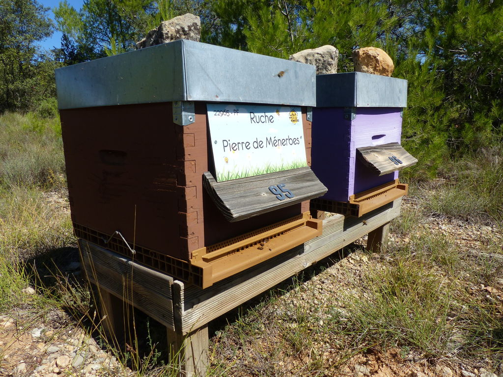 La ruche Pierre de Ménerbes