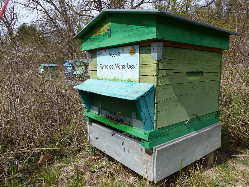 La ruche Pierre de Ménerbes