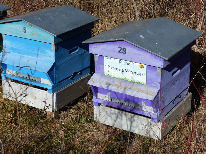 La ruche Pierre de Ménerbes