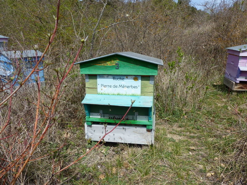 La ruche Pierre de Ménerbes