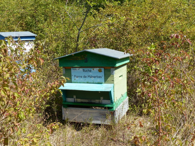 La ruche Pierre de Ménerbes