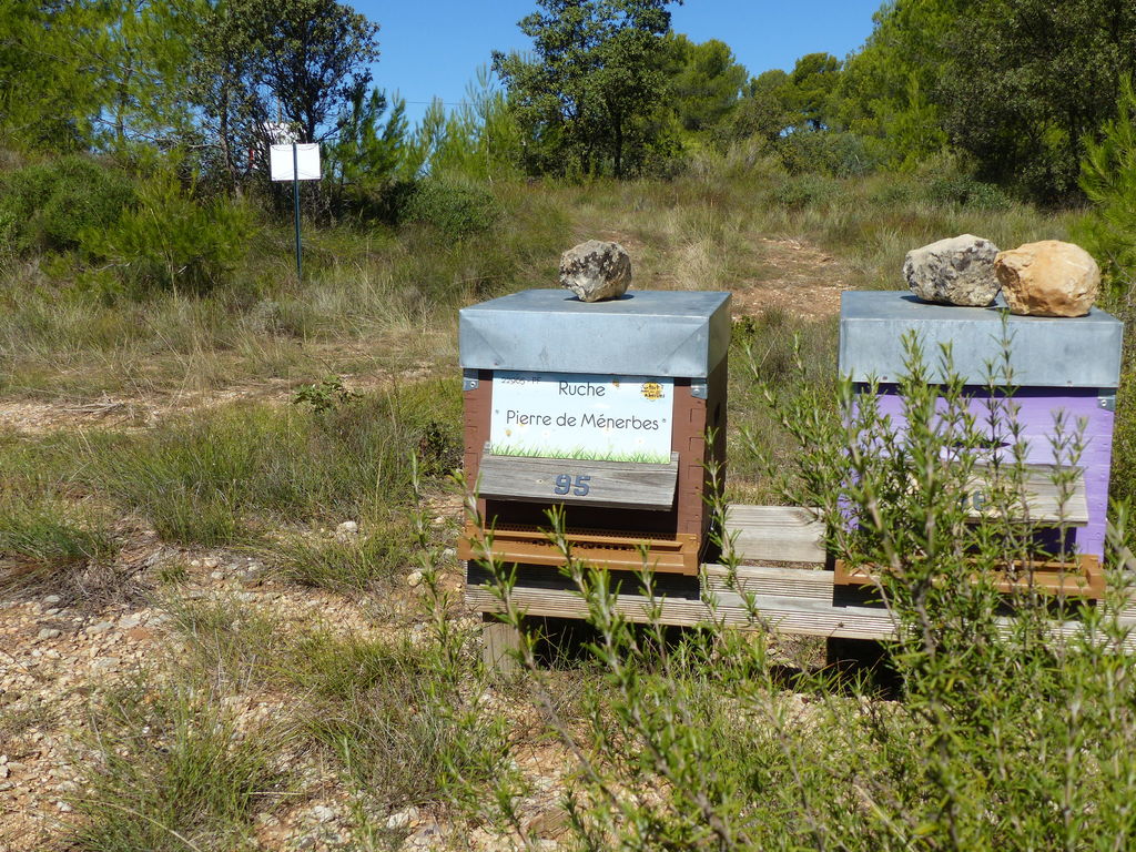 La ruche Pierre de Ménerbes