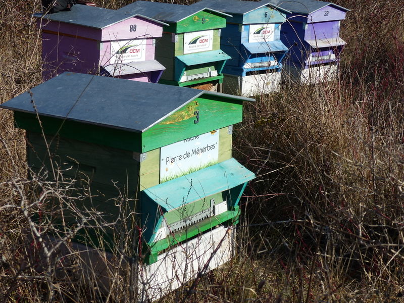 La ruche Pierre de Ménerbes
