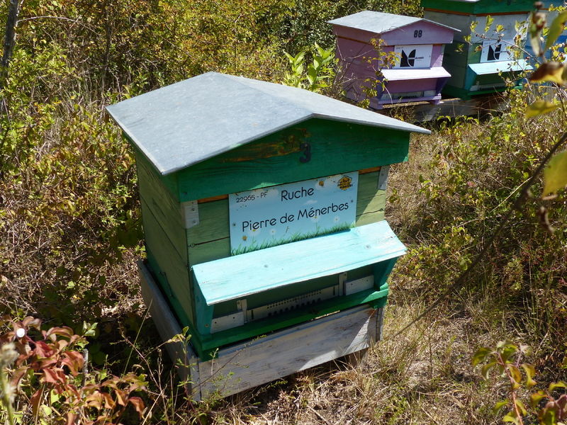 La ruche Pierre de Ménerbes