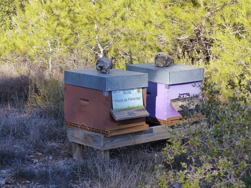 La ruche Pierre de Ménerbes