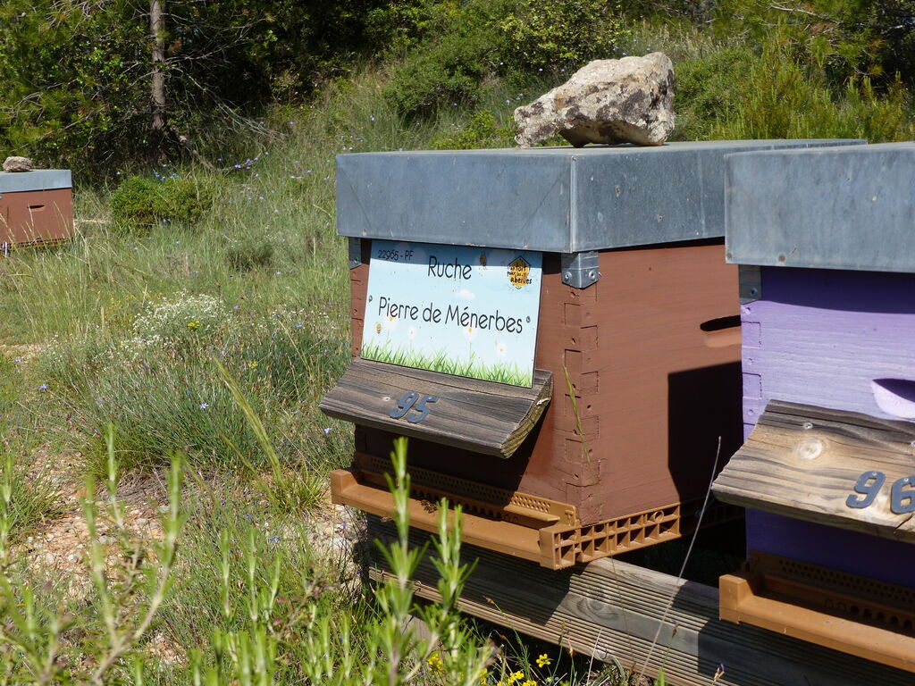 La ruche Pierre de Ménerbes
