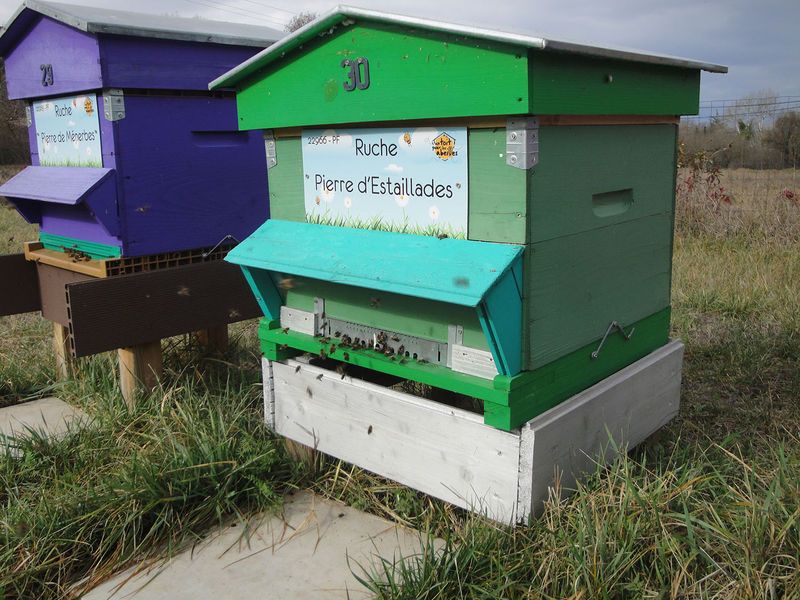 La ruche Pierre d