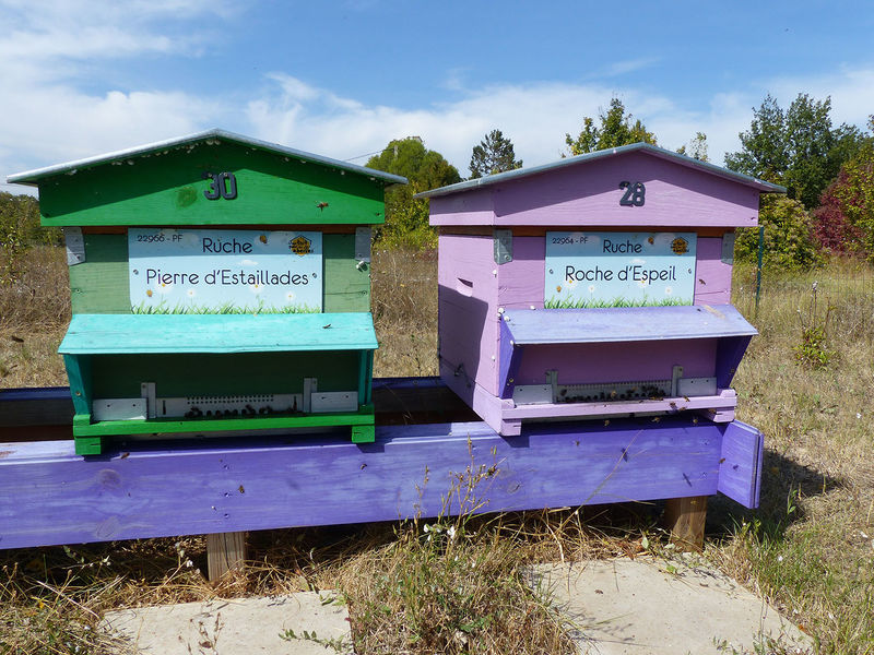 La ruche Pierre d