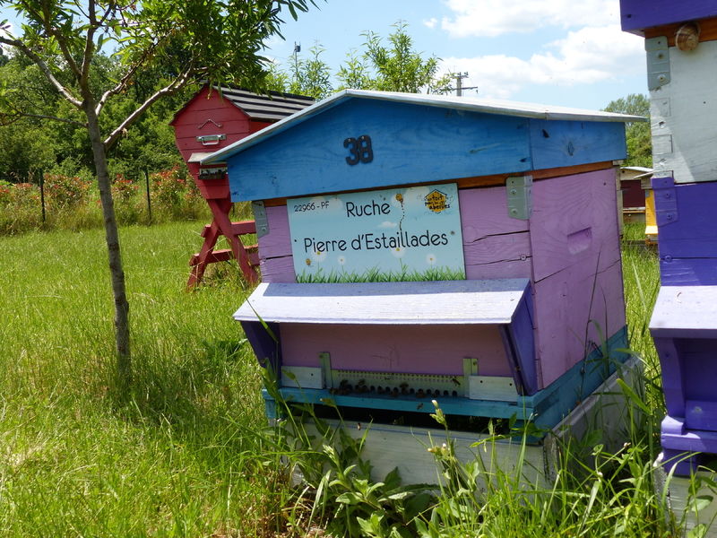 La ruche Pierre d