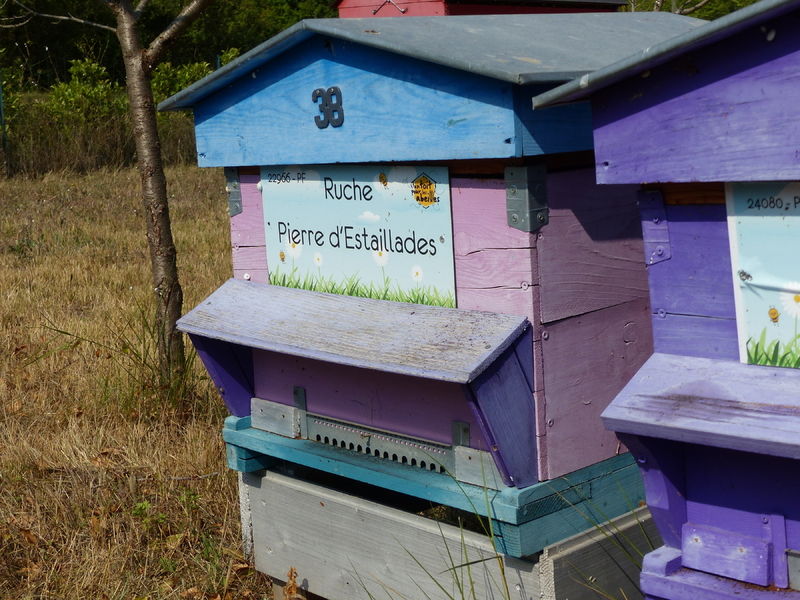 La ruche Pierre d