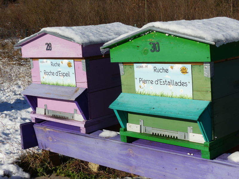 La ruche Pierre d