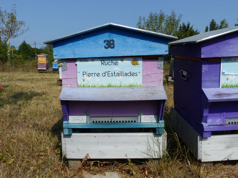 La ruche Pierre d