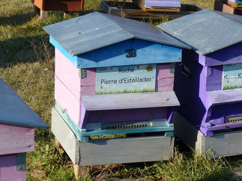 La ruche Pierre d