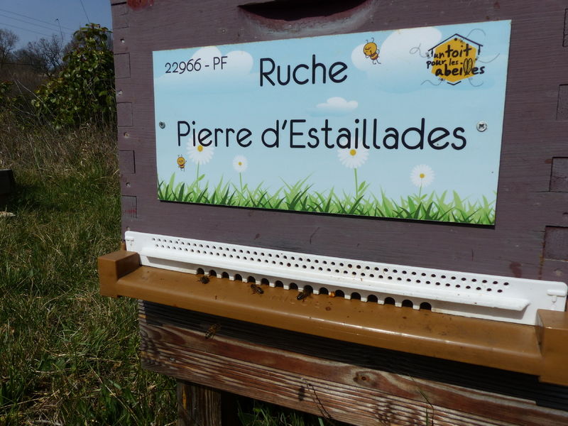 La ruche Pierre d