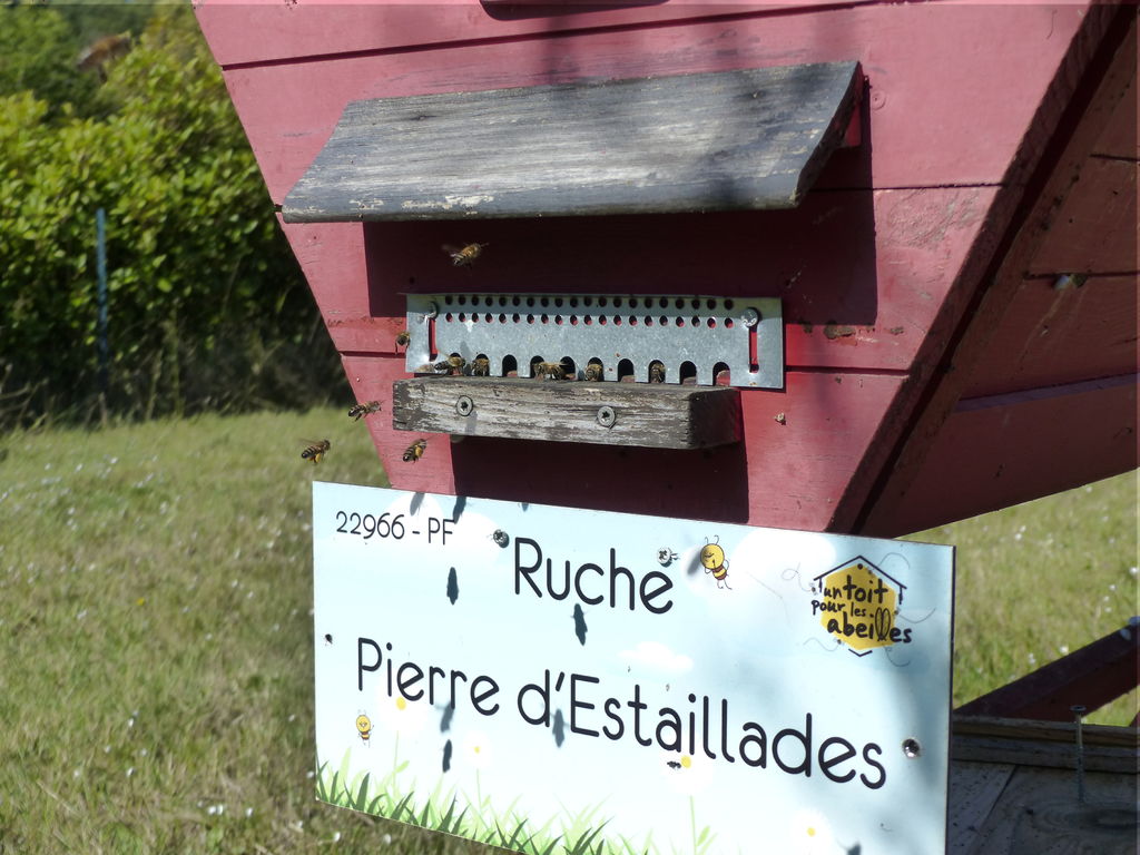 La ruche Pierre d