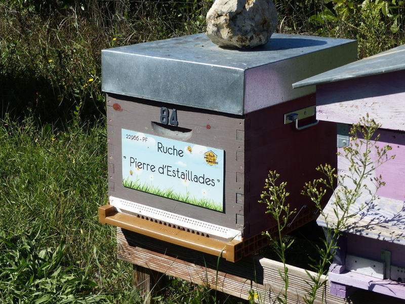 La ruche Pierre d