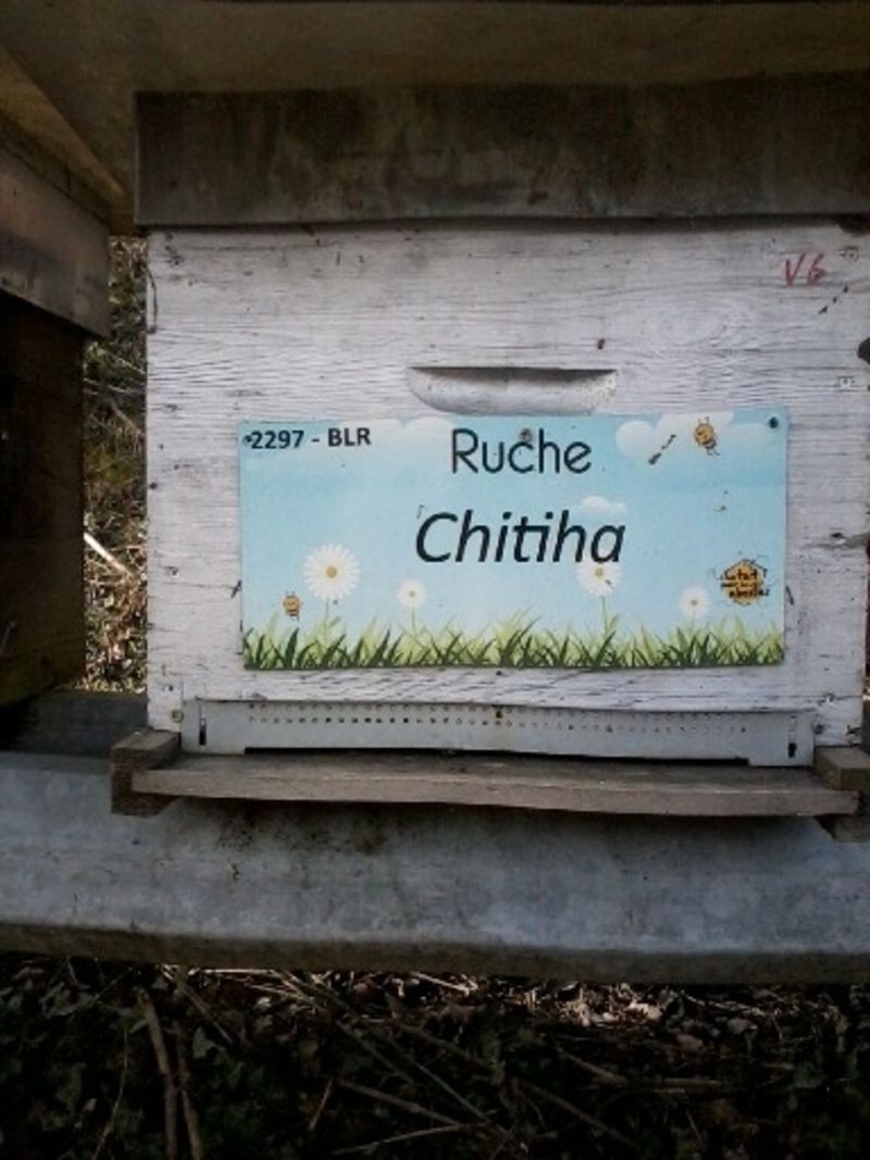La ruche Chitiha