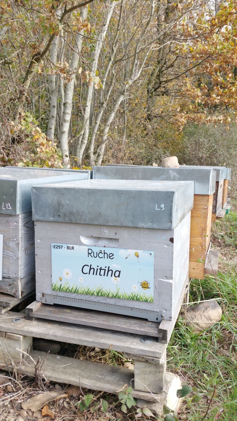 La ruche Chitiha