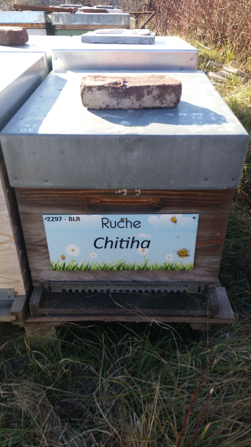 La ruche Chitiha