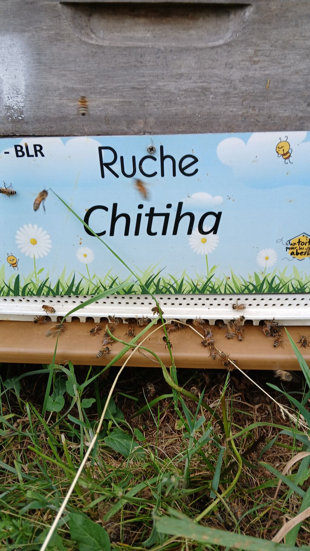 La ruche Chitiha