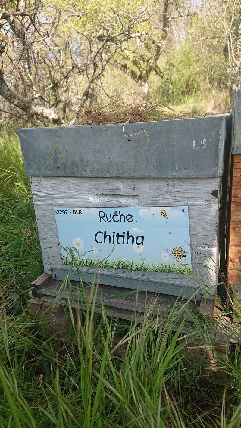 La ruche Chitiha