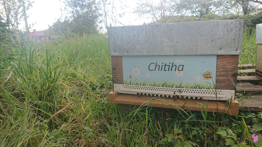 La ruche Chitiha