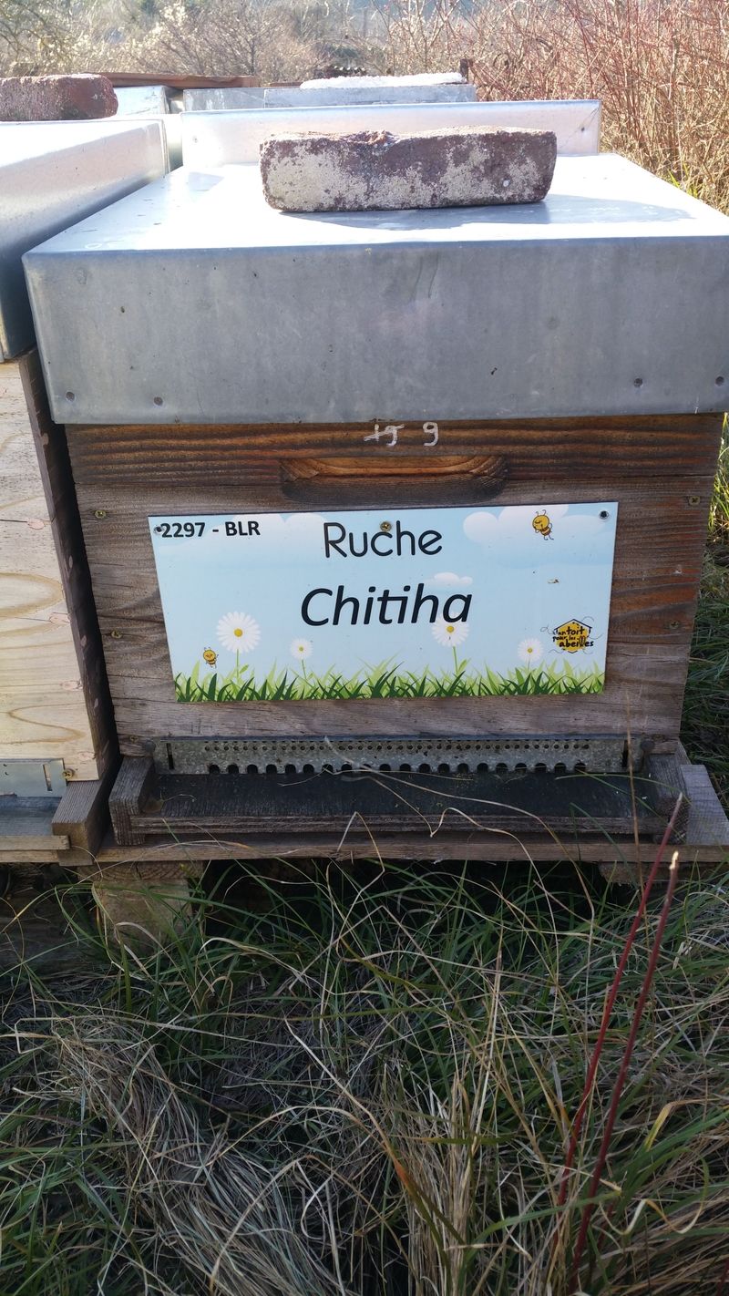 La ruche Chitiha