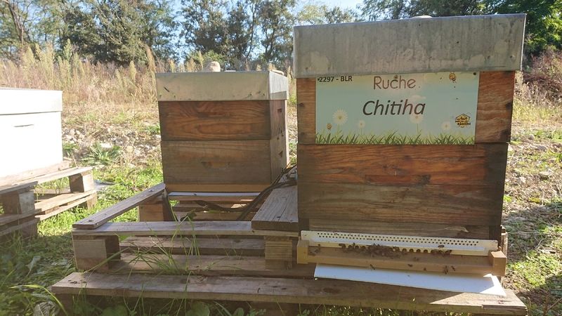 La ruche Chitiha