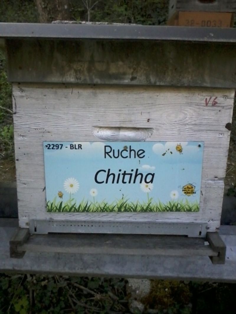 La ruche Chitiha