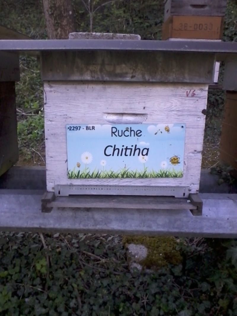 La ruche Chitiha