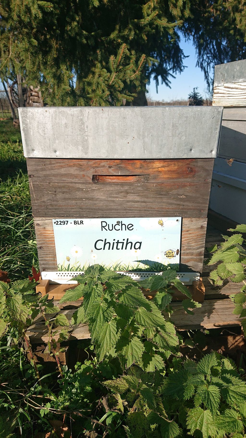 La ruche Chitiha