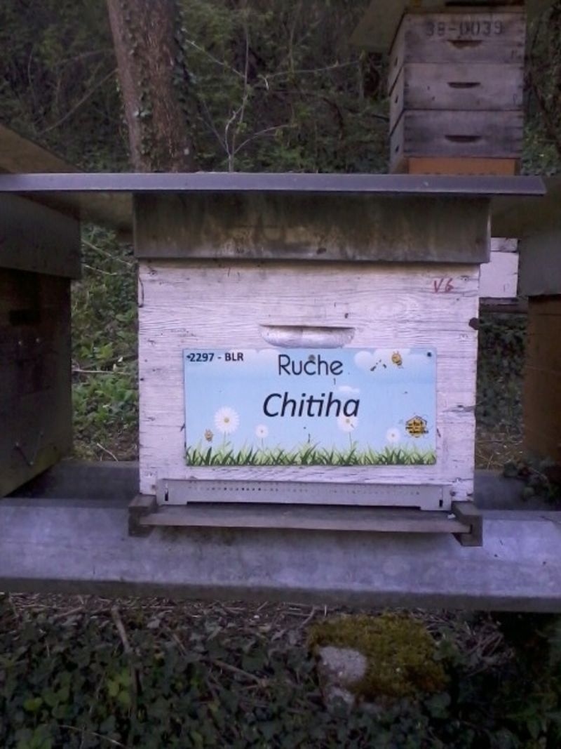 La ruche Chitiha