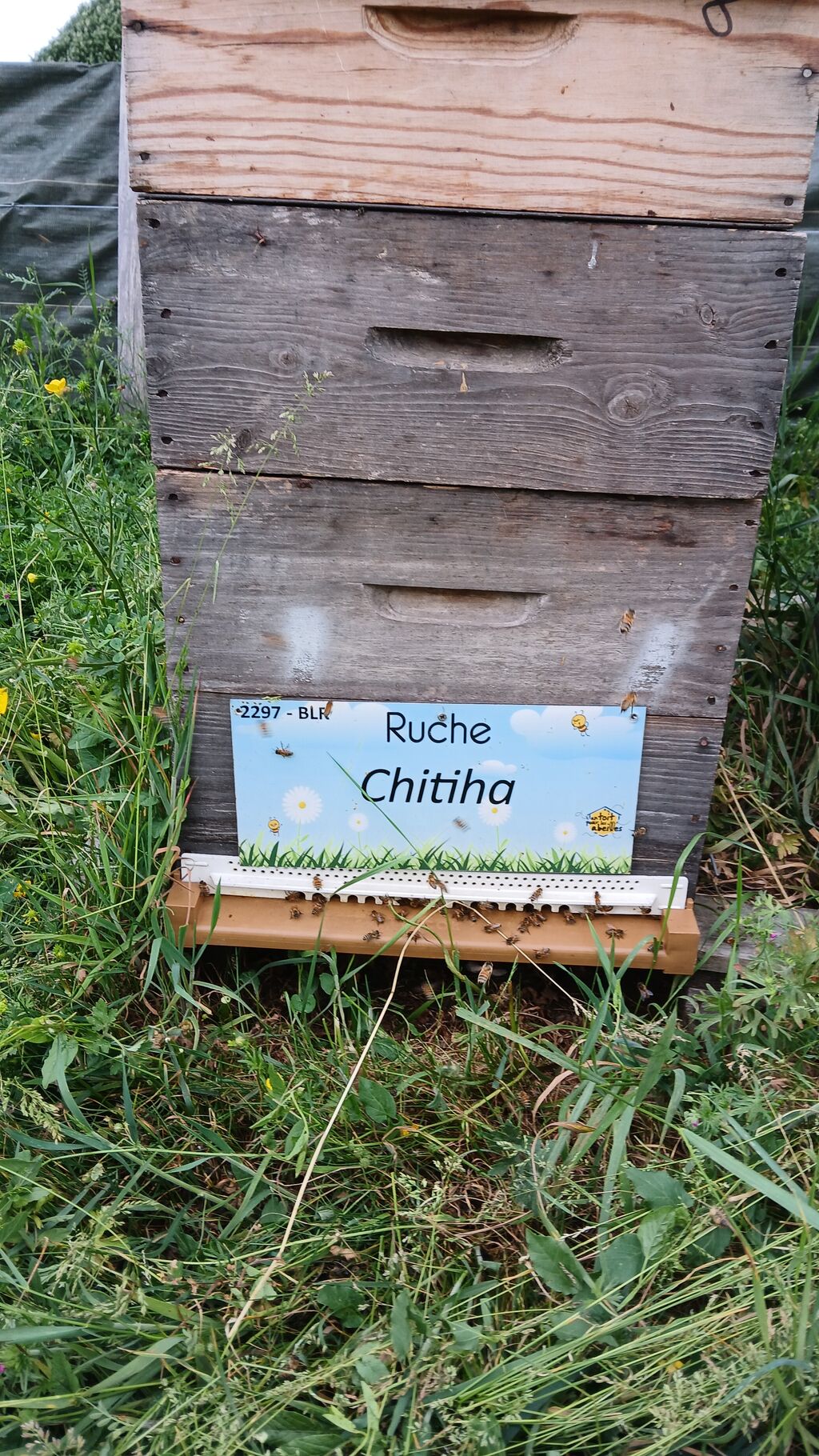 La ruche Chitiha