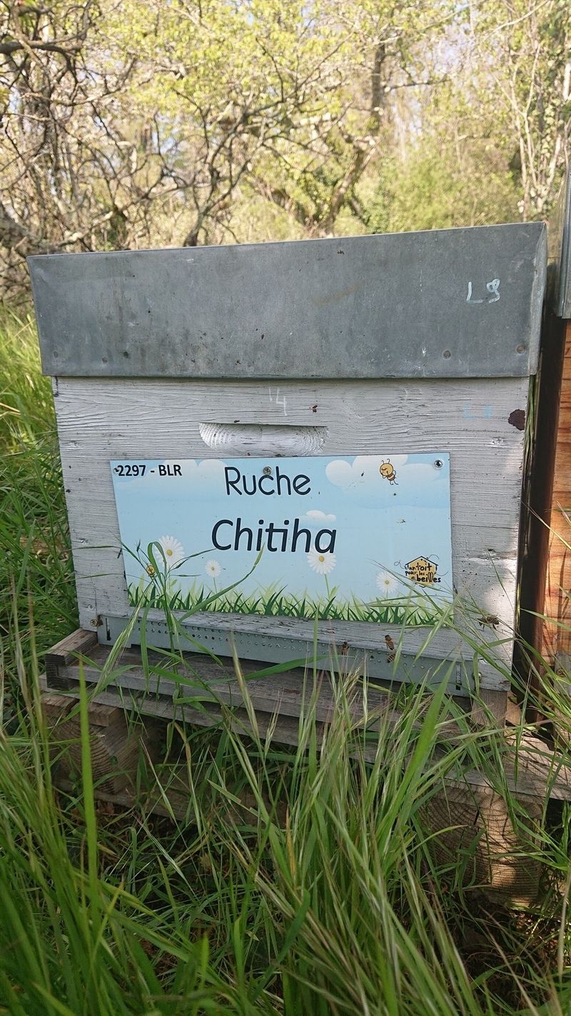 La ruche Chitiha
