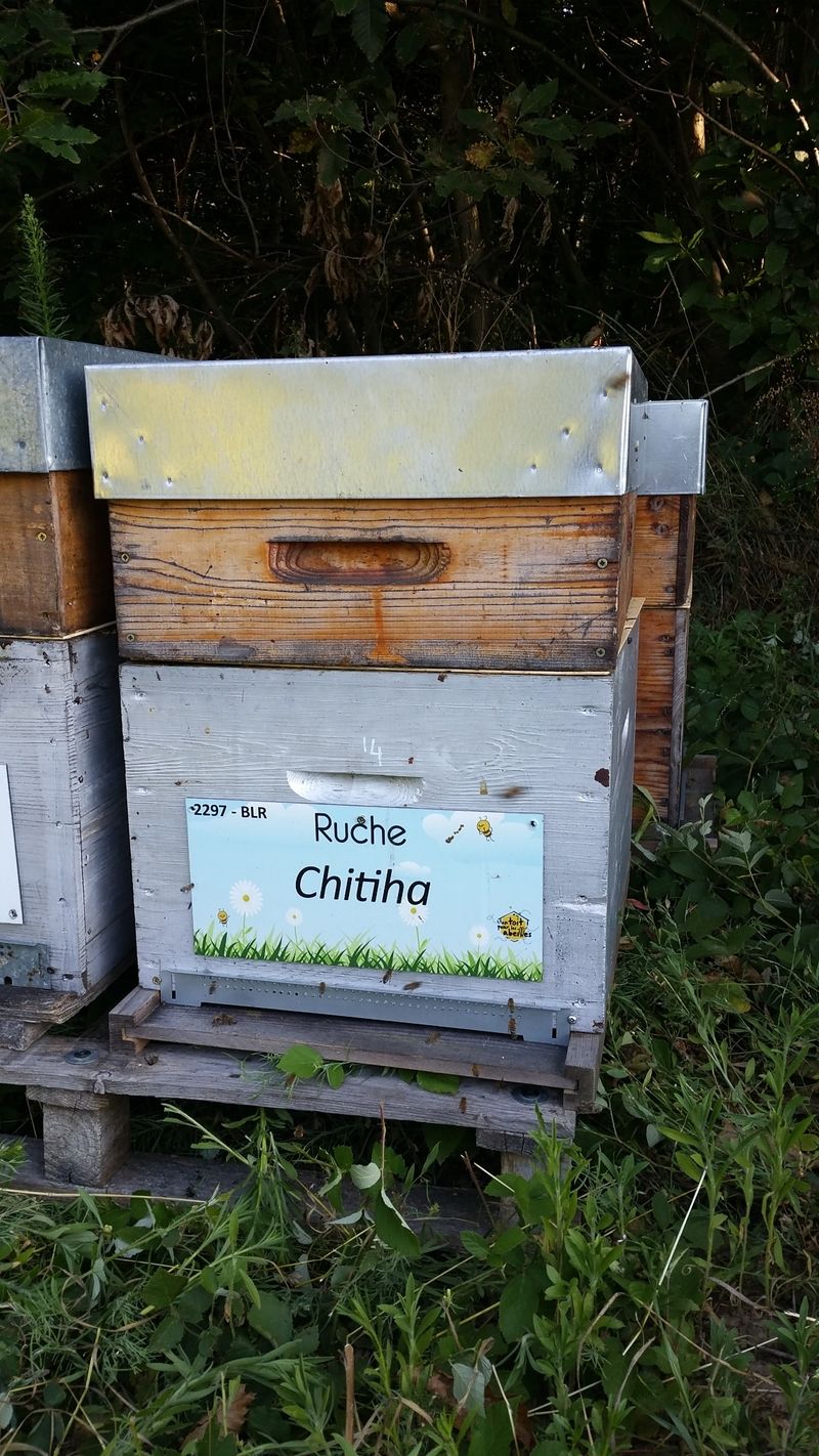La ruche Chitiha