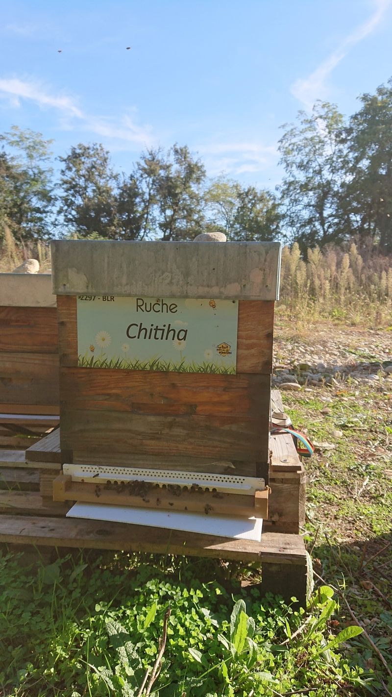 La ruche Chitiha