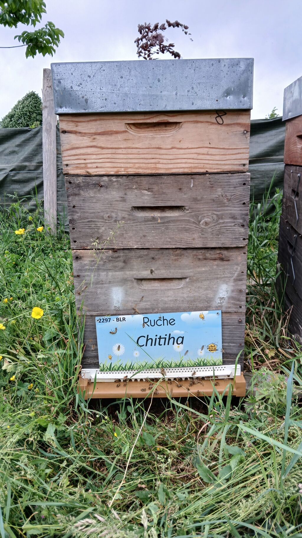 La ruche Chitiha
