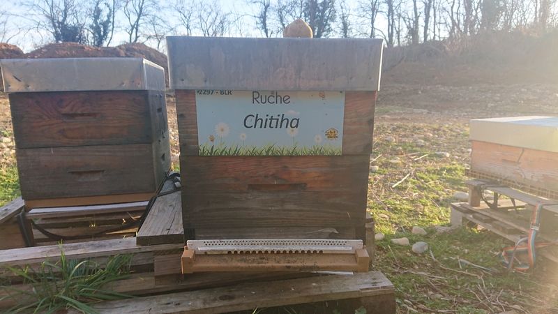La ruche Chitiha