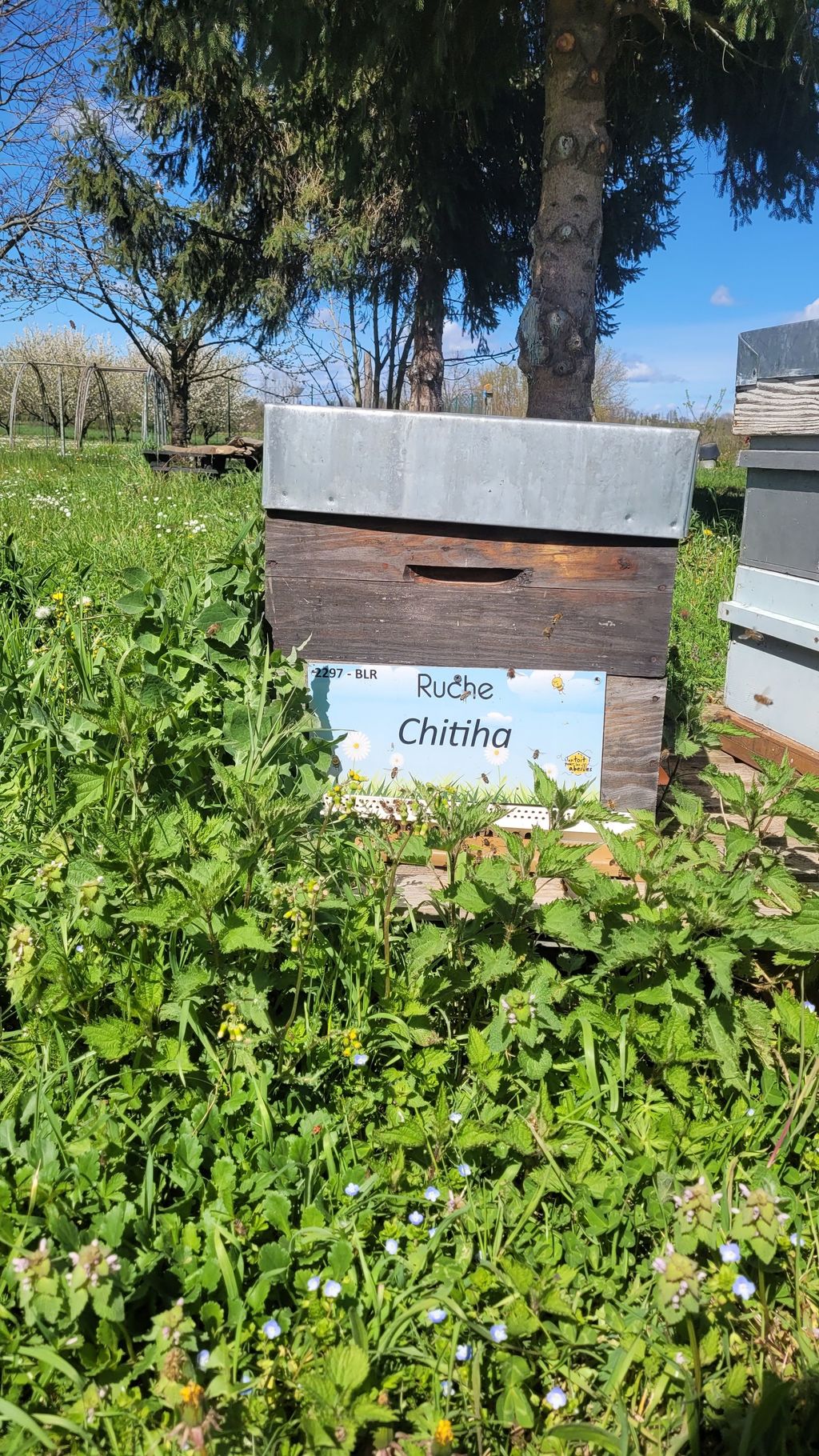 La ruche Chitiha