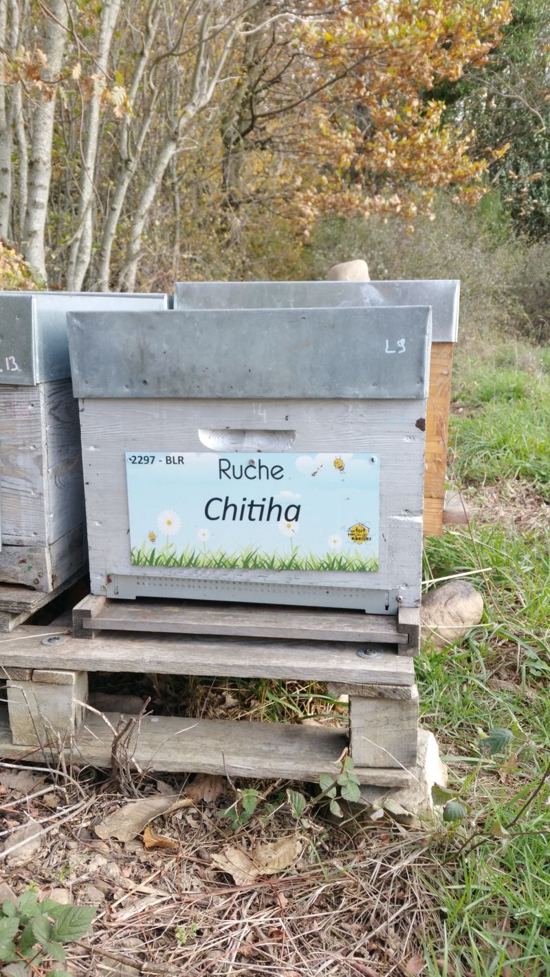 La ruche Chitiha
