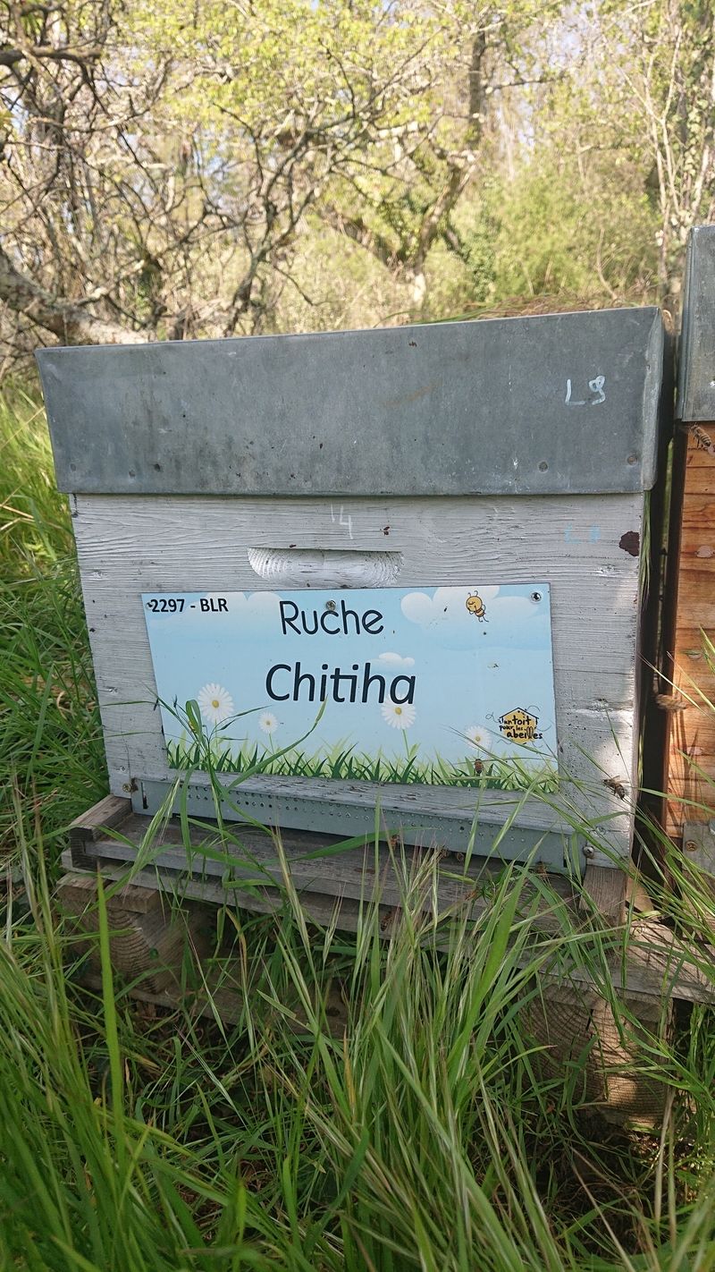 La ruche Chitiha