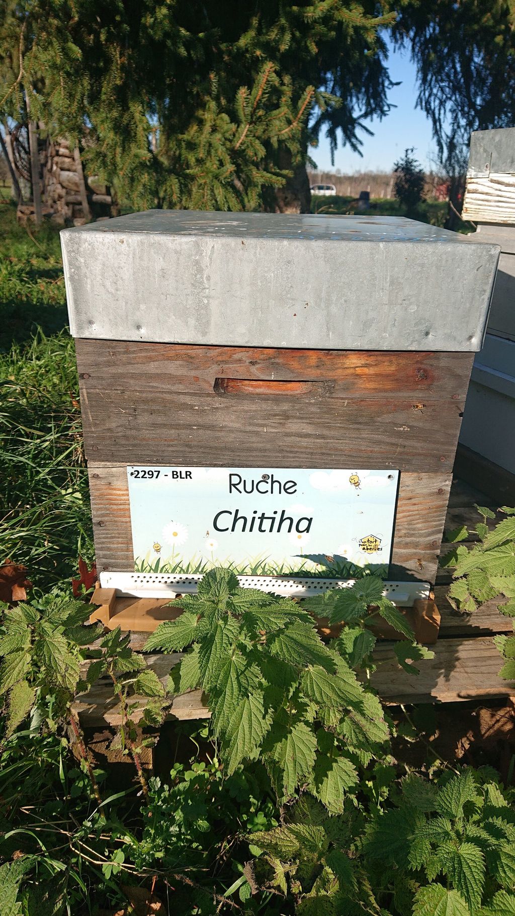 La ruche Chitiha