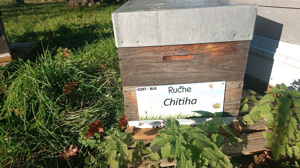 La ruche Chitiha